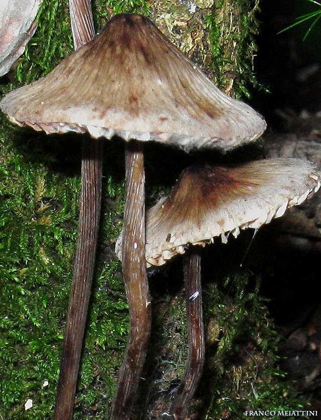 Mycena polygramma